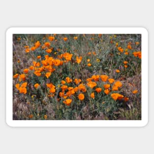 Poppies Galore Sticker